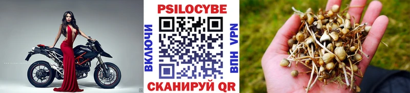 Галлюциногенные грибы Psilocybine cubensis  Кемерово 